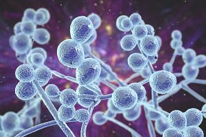 An image of blue colored cells on a purple background representing an infectious disease or virus