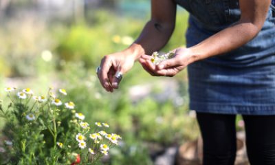 Close-up of hands of person picking chamomile flowers in garden